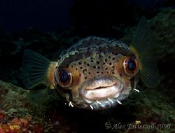 Soooo cute !!! I love these porcupine fish... by Alex Tattersall 
